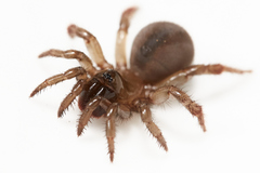 Aliatypus