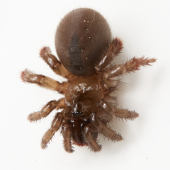 Aliatypus