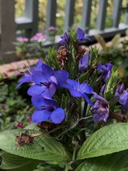 Eranthemum