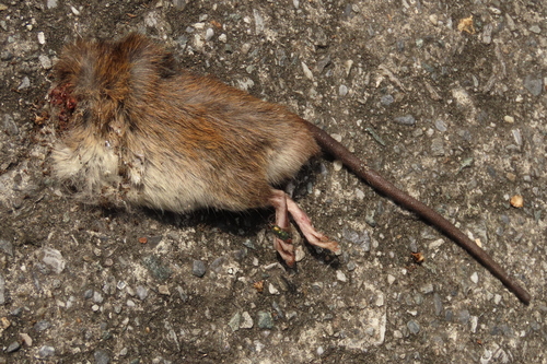 Losea Rat