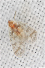 Saccharodite chrysonoe