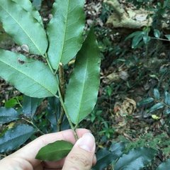 Putranjiva formosana