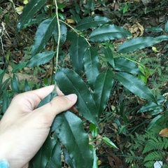 Putranjiva formosana