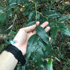 Putranjiva formosana