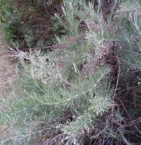 iNaturalist observation photo of California sagebrush
