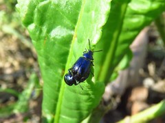 Gastrophysa cyanea