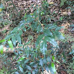 Putranjiva formosana