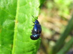 Gastrophysa cyanea