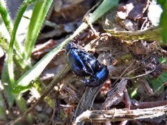 Gastrophysa cyanea