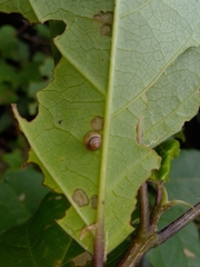 Coneuplecta calculosa
