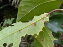 Coneuplecta calculosa