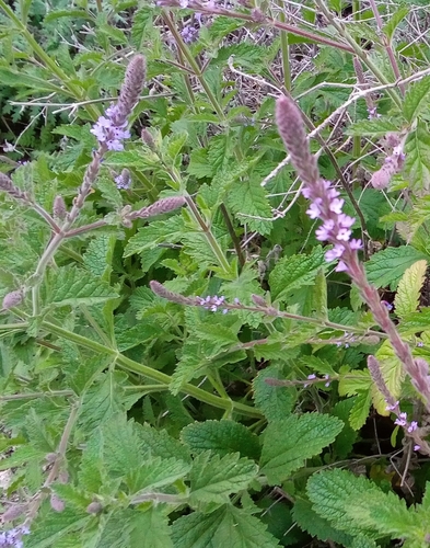 iNaturalist observation photo of western vervain