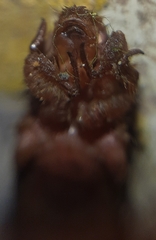 Progomphus lambertoi