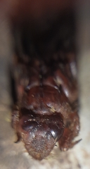 Progomphus lambertoi