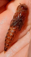 Progomphus lambertoi