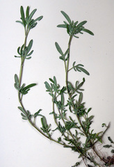 Prunella × intermedia