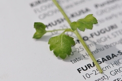 Veronica polita lilacina