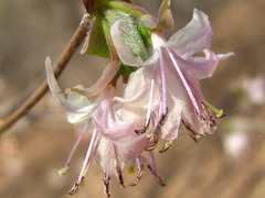 Lonicera praeflorens
