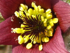Pulsatilla cernua