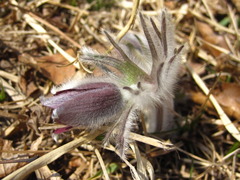 Pulsatilla cernua