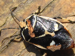 Eurydema gebleri