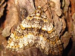 Esakiopteryx volitans