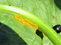 Gastrophysa cyanea