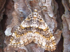 Esakiopteryx volitans