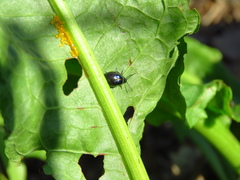 Gastrophysa cyanea
