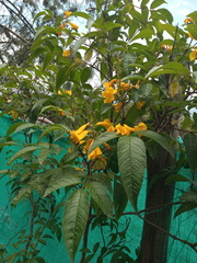 Tecoma stans