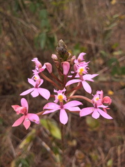 Epidendrum