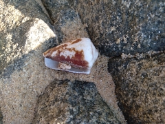Conus brunneus