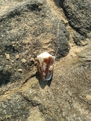 Conus brunneus