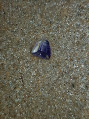 Austrobalanus imperator