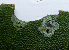 Image of Strigula fossulicola