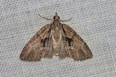 Microdes melanocausta