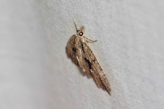 Microdes melanocausta