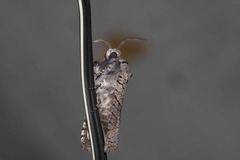 Culama suffusca
