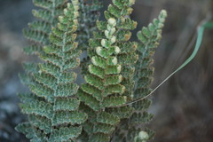 Cosentinia vellea