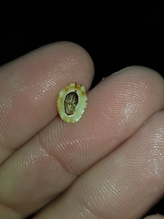 Patelloida latistrigata