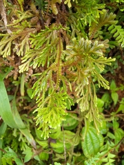 Selaginella