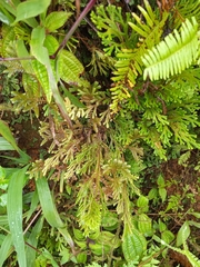 Selaginella