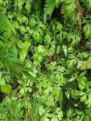 Selaginella