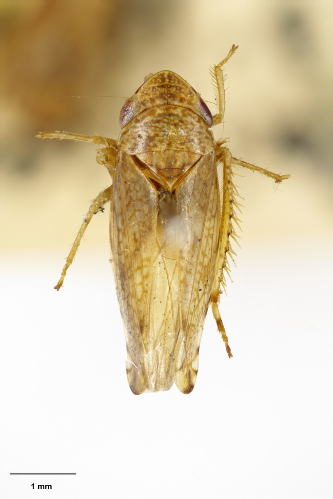 Scaphetus brunneus