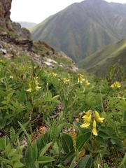 Astragalus umbellatus