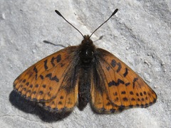 Boloria alberta