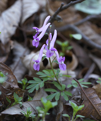 Corydalis decumbens