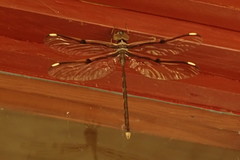 Telephlebia godeffroyi