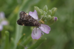 Grass Moth Sp.