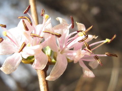 Lonicera praeflorens